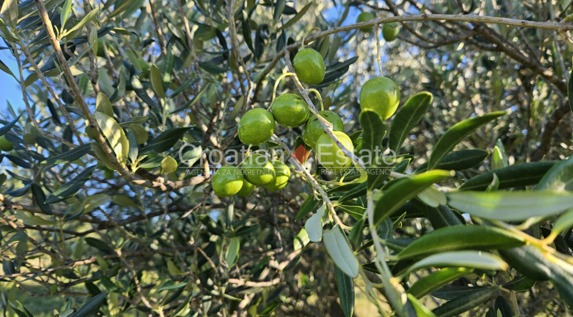 croatia-solta-agricultural-land-sale(102)